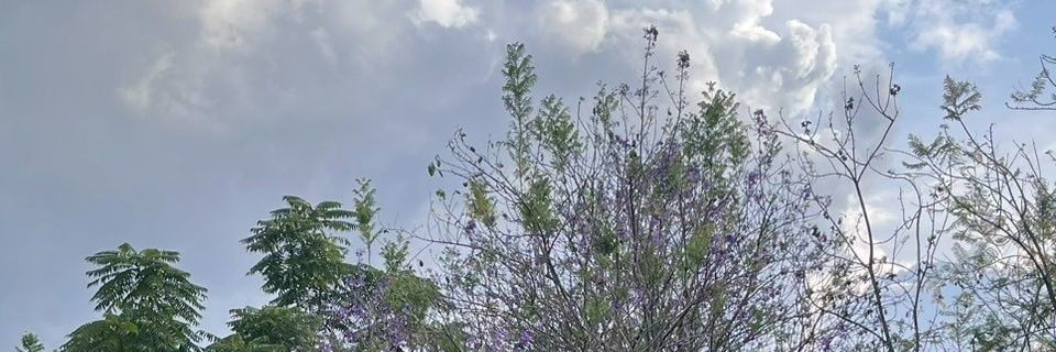 saos wijen cair banner