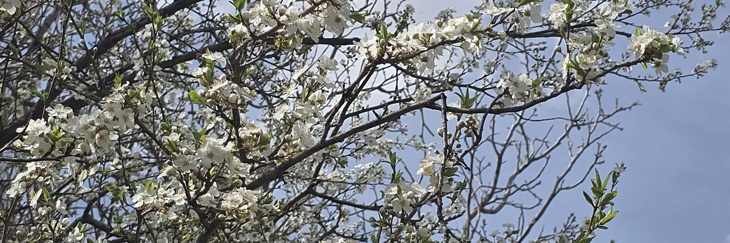 مامان حنانه 🍀 banner