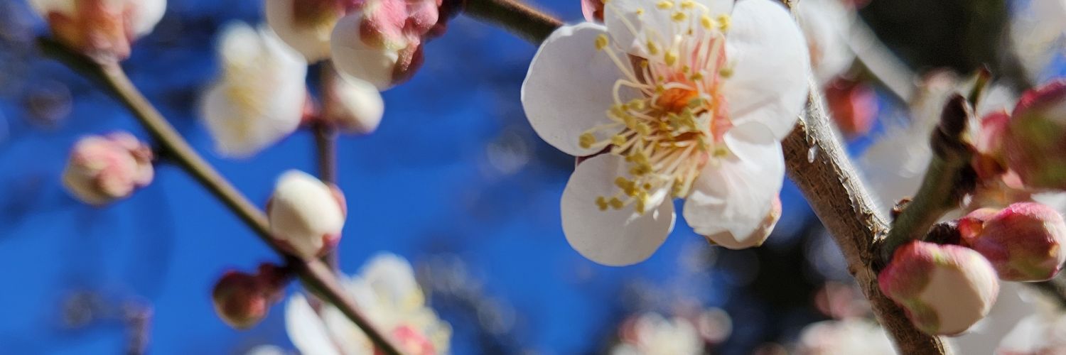 風雅 banner