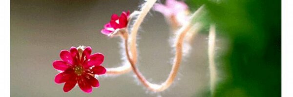 hansin59 Profile Banner