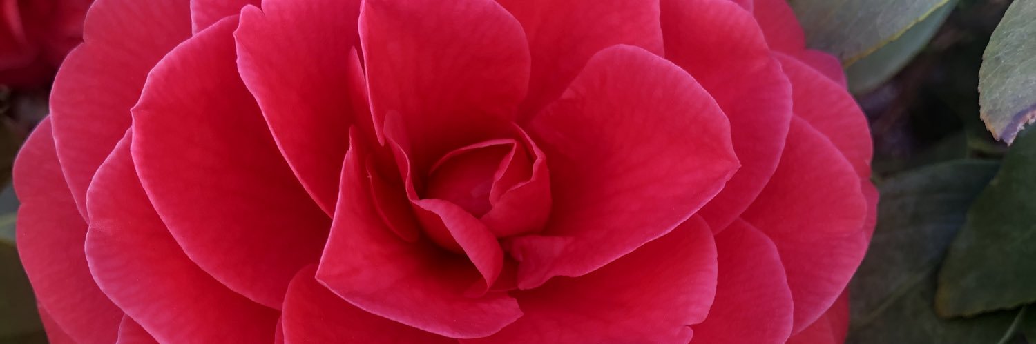 Ilyssa Diaz banner