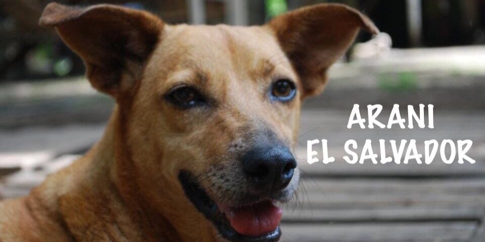 ARANIELSALVADOR's profile banner image