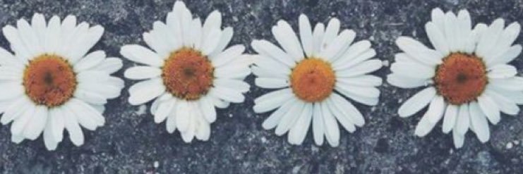 HusseyRandi's profile banner image