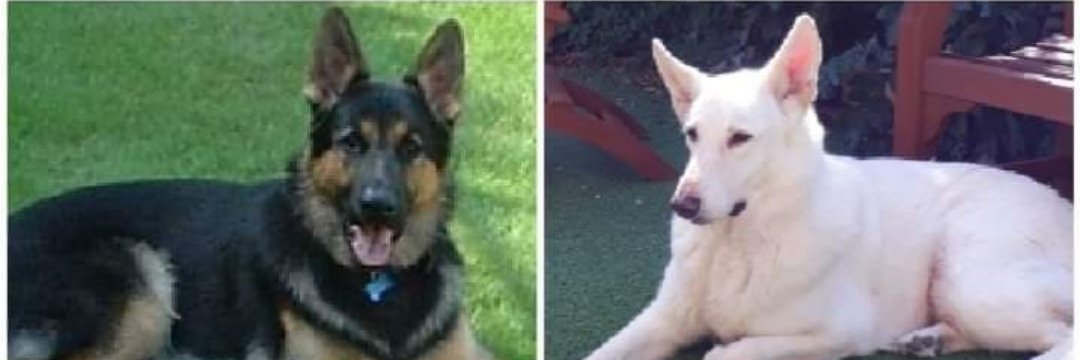 Trumble🇬🇧🏴󠁧󠁢󠁥󠁮󠁧󠁿 banner