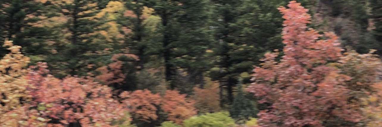 OliveaAllred's profile banner image