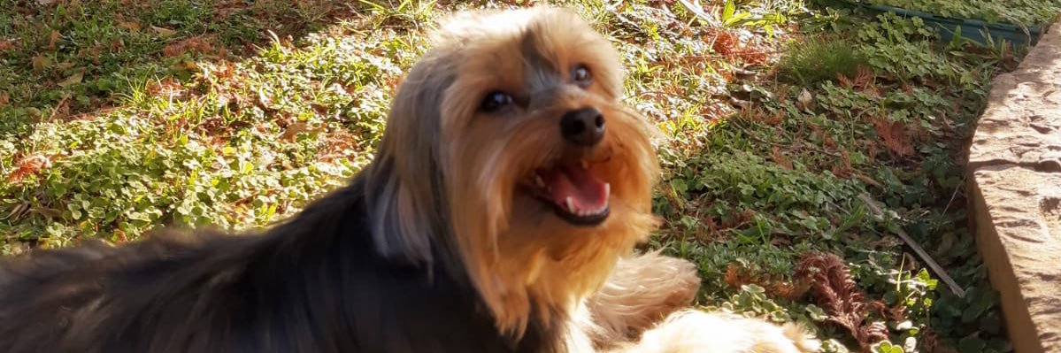 brupizzatto's profile banner image