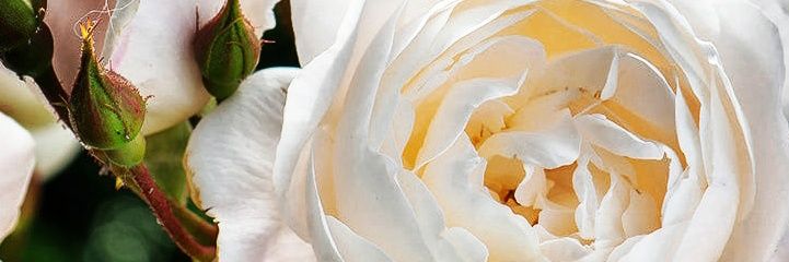 Kvachon23's profile banner image