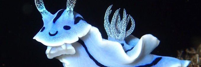 Lain_DR banner