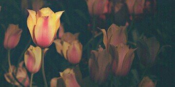 missbobbyjean's profile banner image