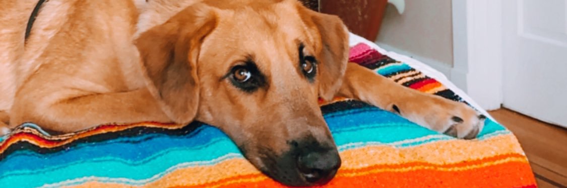 bananalyst_'s profile banner image