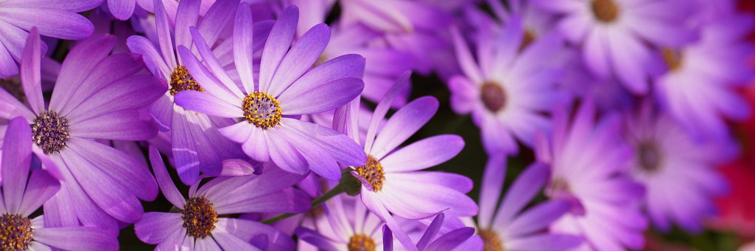 audrey_cornell's profile banner image