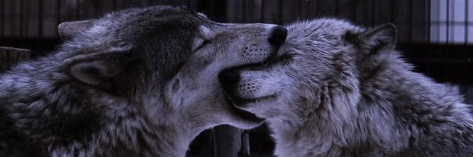 🌹 banner