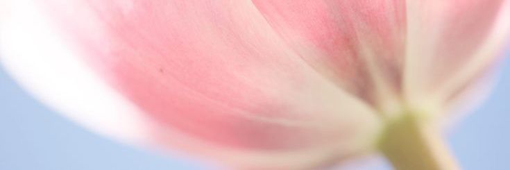 mia. banner