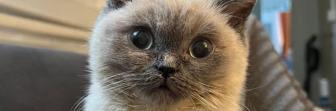 nilovnie's profile banner image