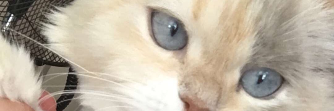 ZezeAkn's profile banner image