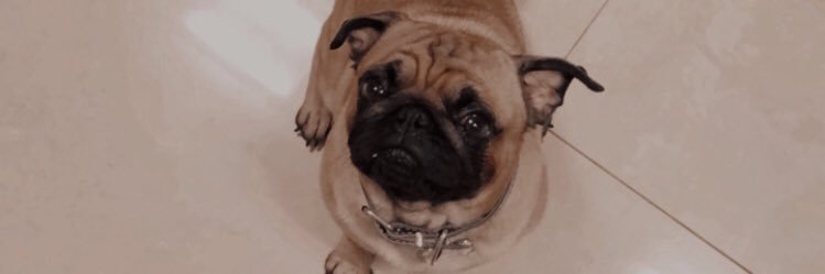 catabiasotto's profile banner image
