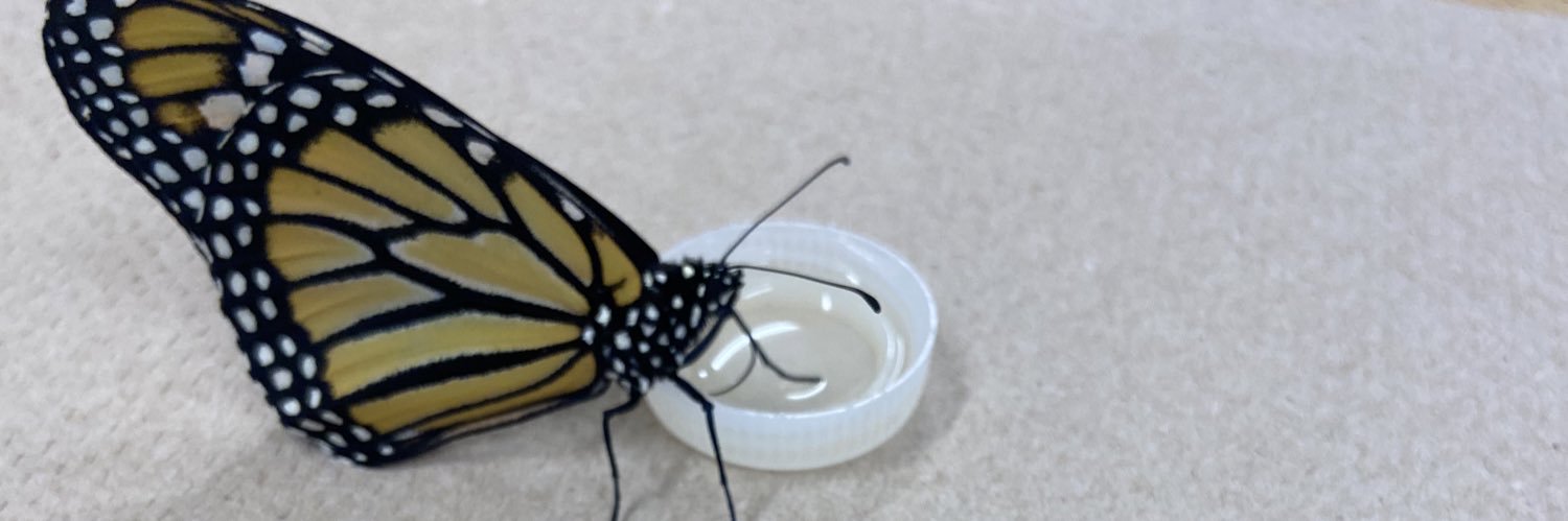 Ecole Cath. Kingston banner