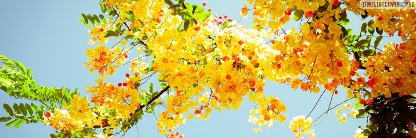 betyocharan's profile banner image