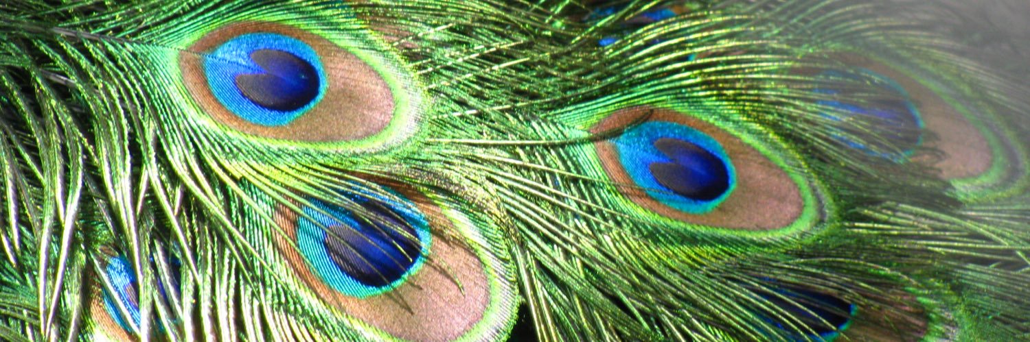 squawesum1's profile banner image