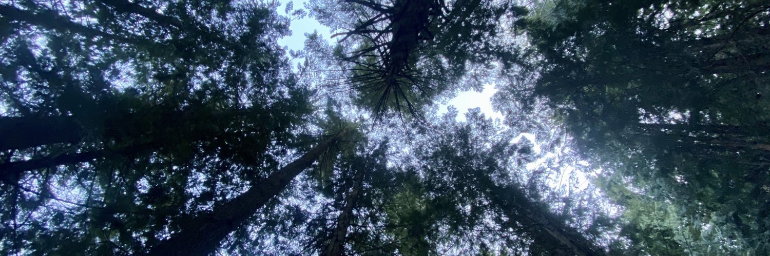 lostme_tree's profile banner image