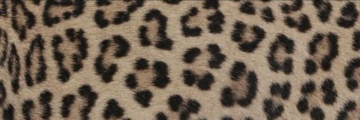KeChA banner
