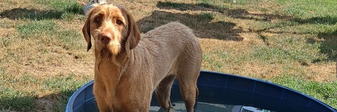 Caroline shearer banner