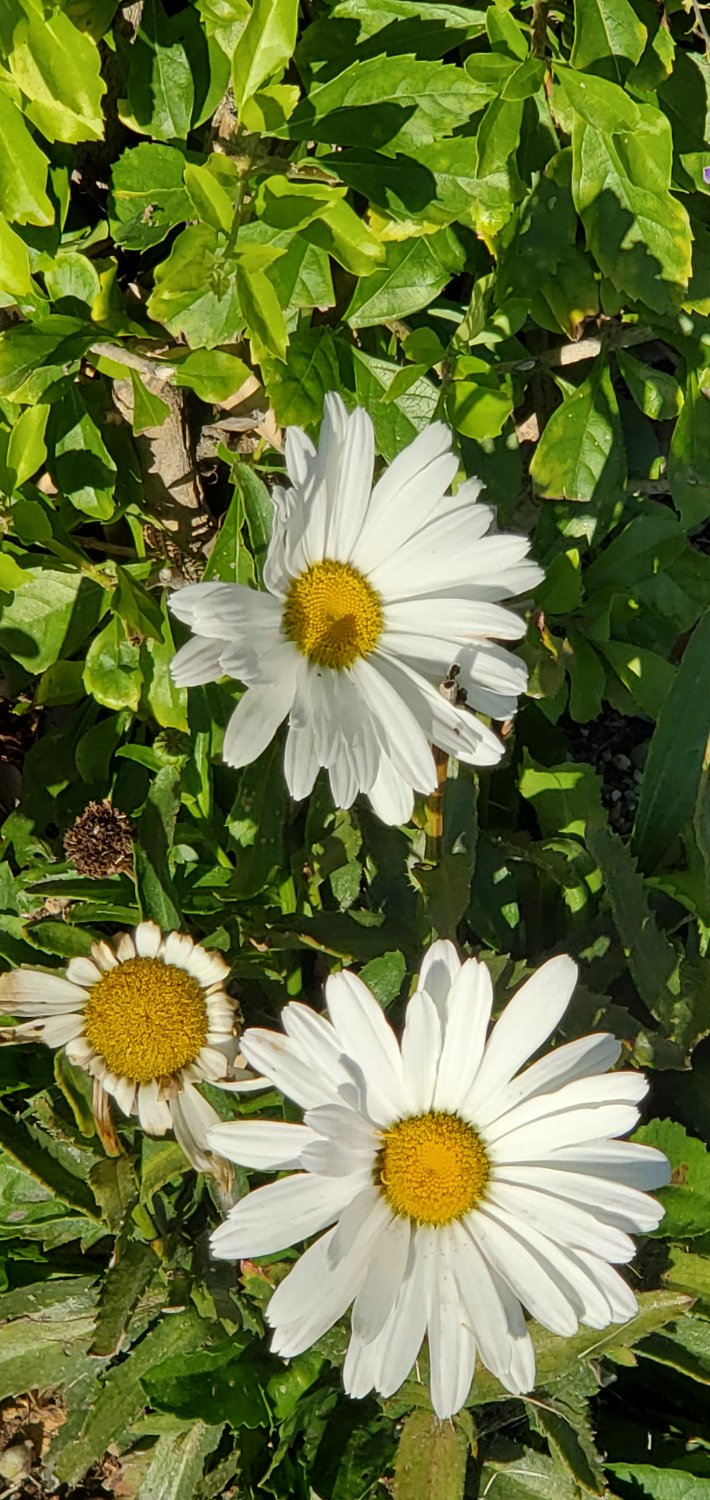 teatimelady's profile banner image