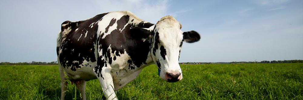 WCDS_Dairy's profile banner image