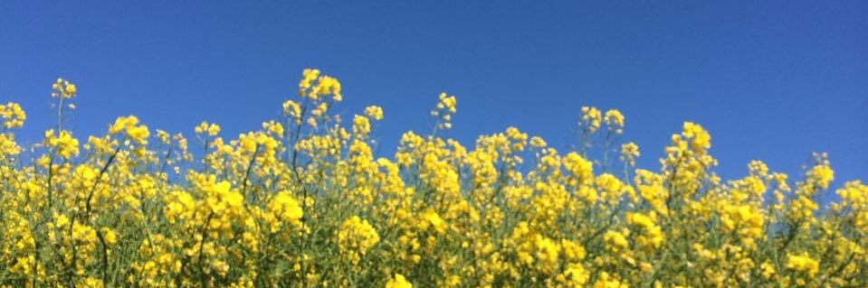 Sofia Nerbrand banner