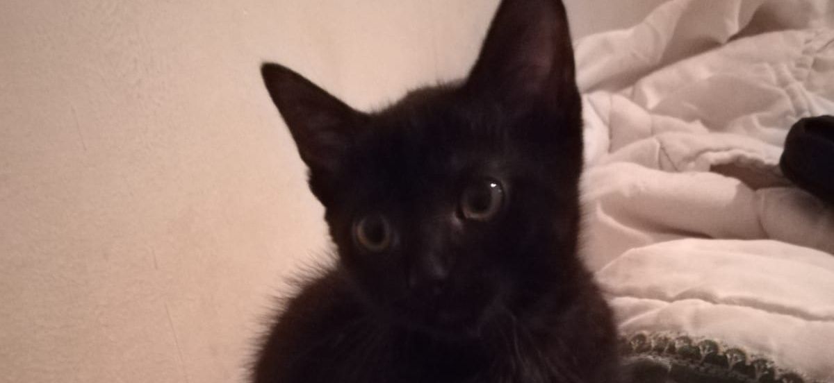 ✪ⒿⓞⓢⓔⓁⓤ✪ banner