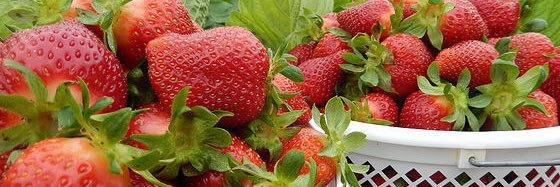 RedSunFarms's profile banner image