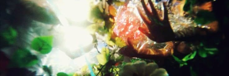 peter 🪶's banner