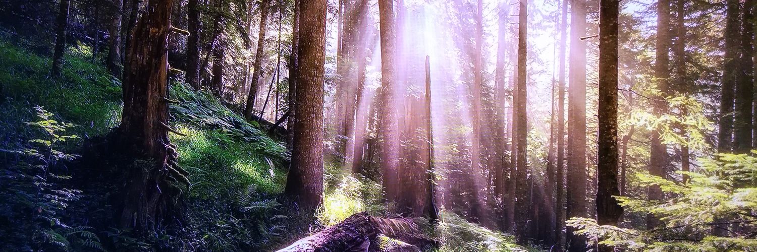 PeacefulMelee's profile banner image