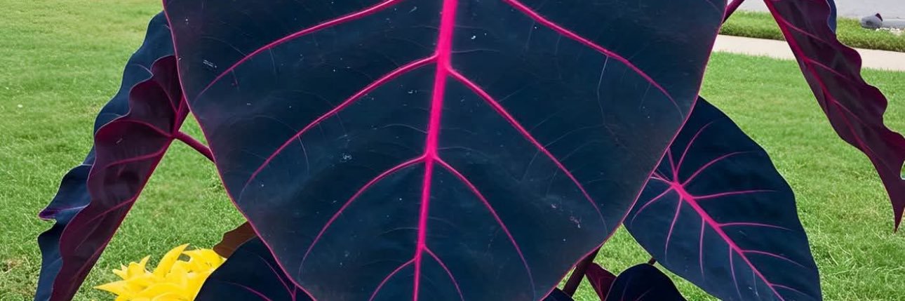 Sweet_A25's profile banner image