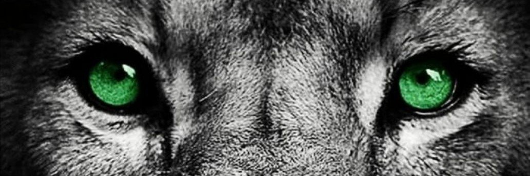 lmdcaldeira's profile banner image