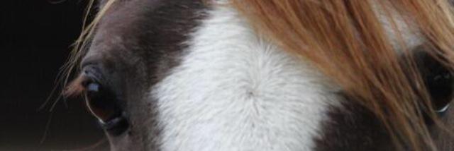 sandritati's profile banner image