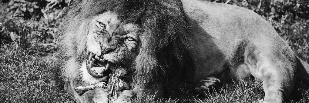 Dr. Lefort von Bimax #Vulpes #JBW #BWC banner