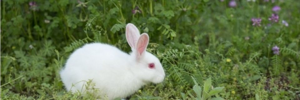 chadaura's profile banner image