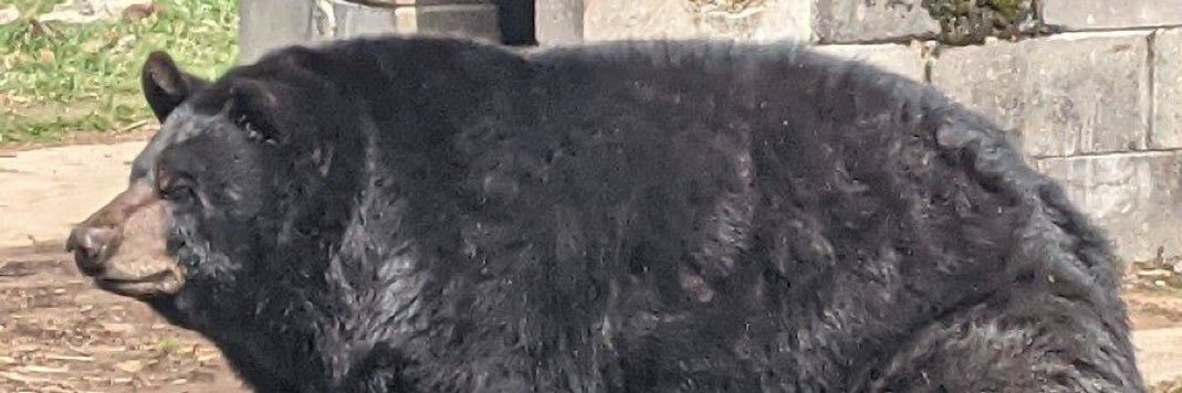 SNATCHER!!! 🔞 banner