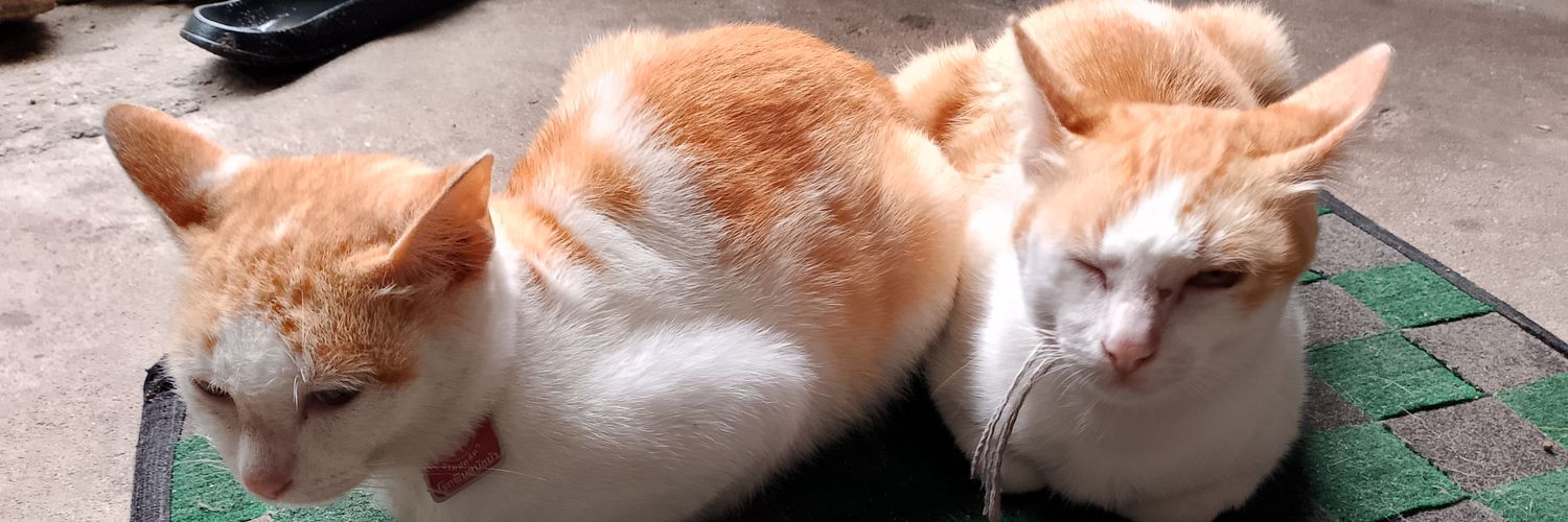 pingpxng260165's profile banner image