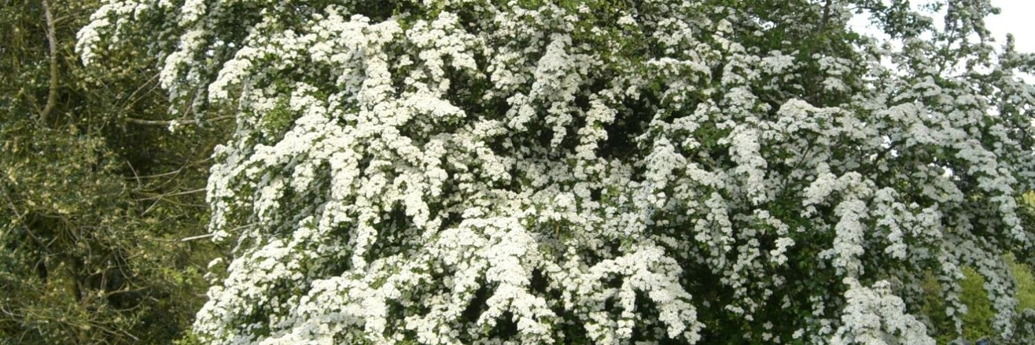 treesdirect's profile banner image