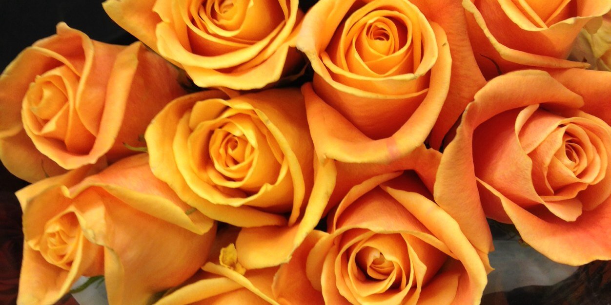 mariafreida's profile banner image