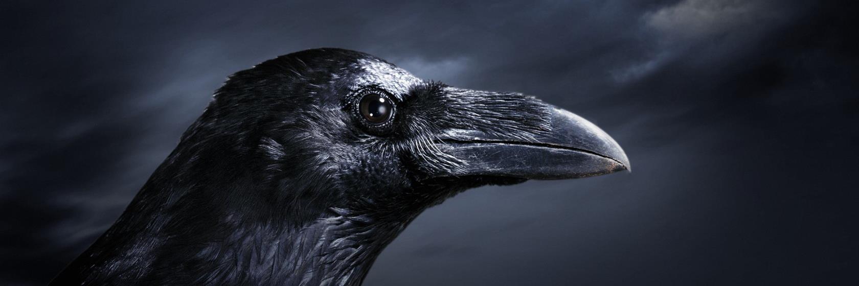 lprguid's profile banner image
