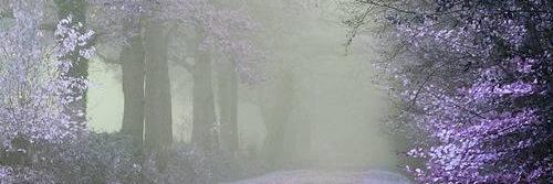 Alsterberg's profile banner image