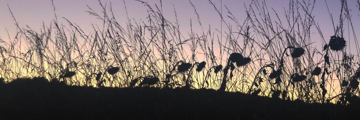 Nicolas Bilder banner