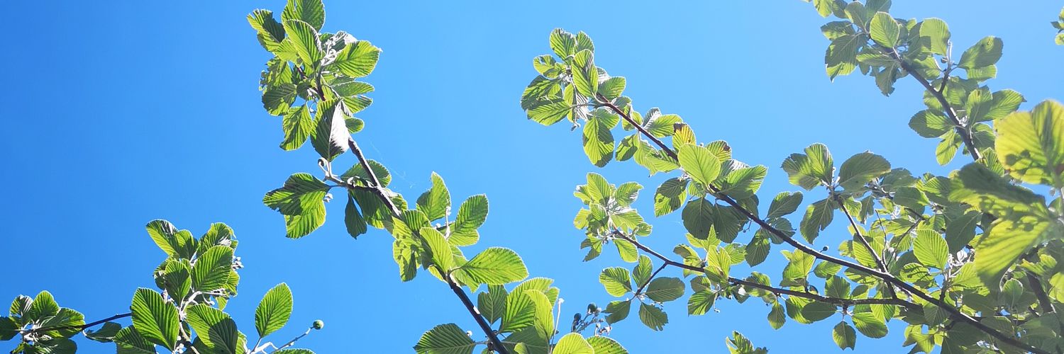 Kate Scott banner