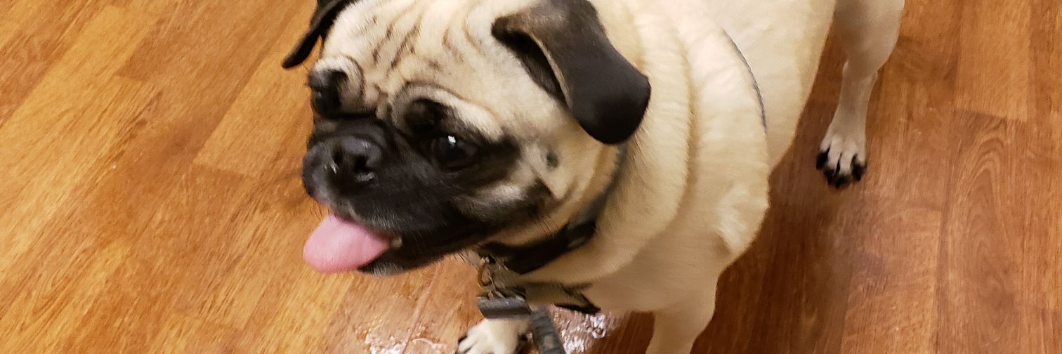geopug's profile banner image