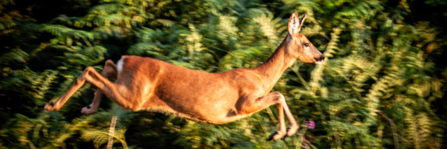 lorrainejpoole's profile banner image