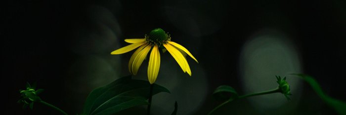 moogallery's profile banner image