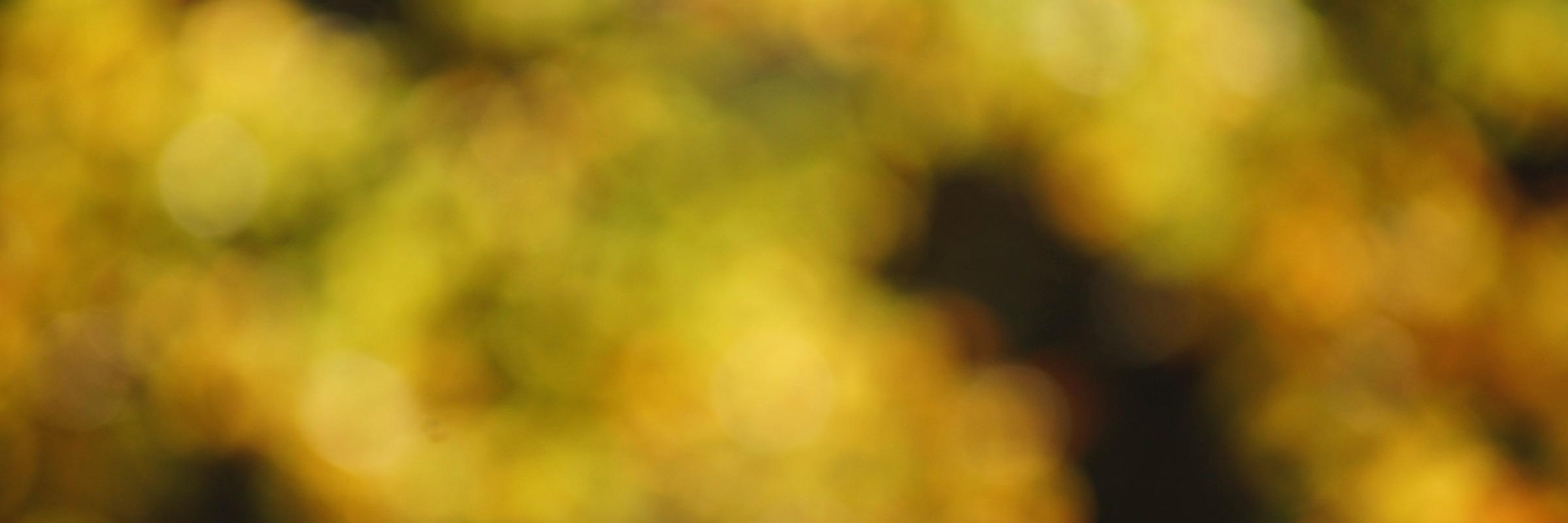 stefanoppl's profile banner image